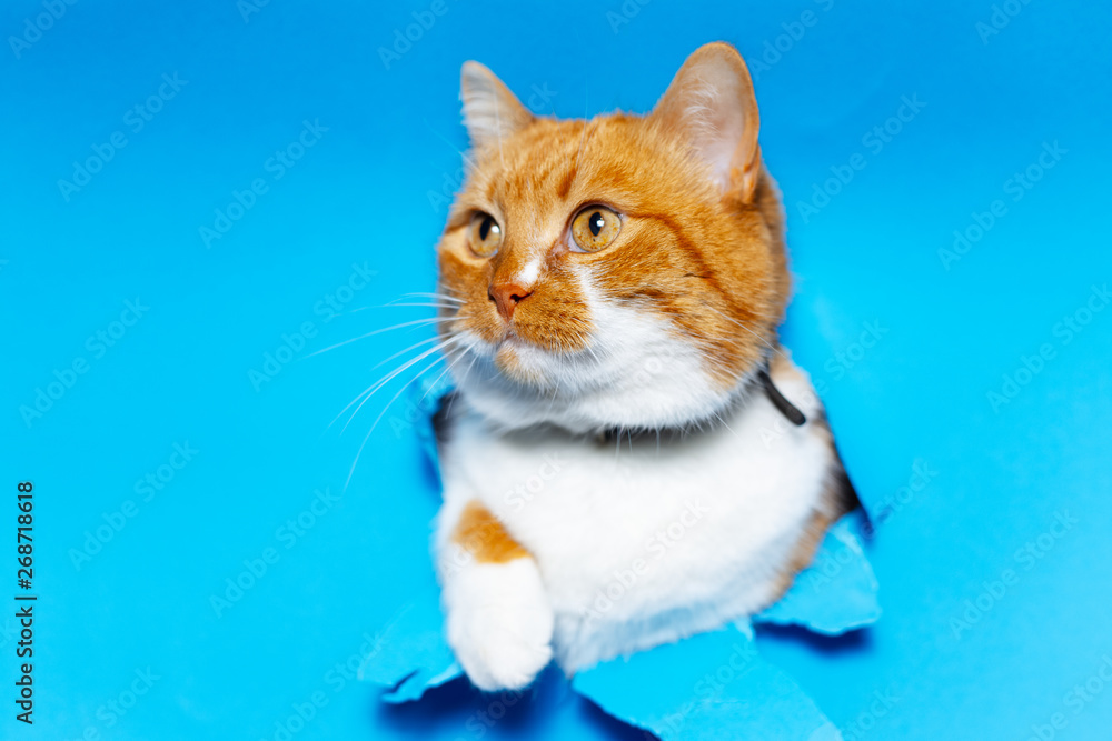 Fototapeta premium Close-up portrait of red white cat through blue torn paper hole