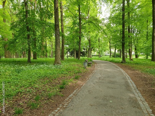 road in the forest