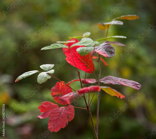 poison oak in forest