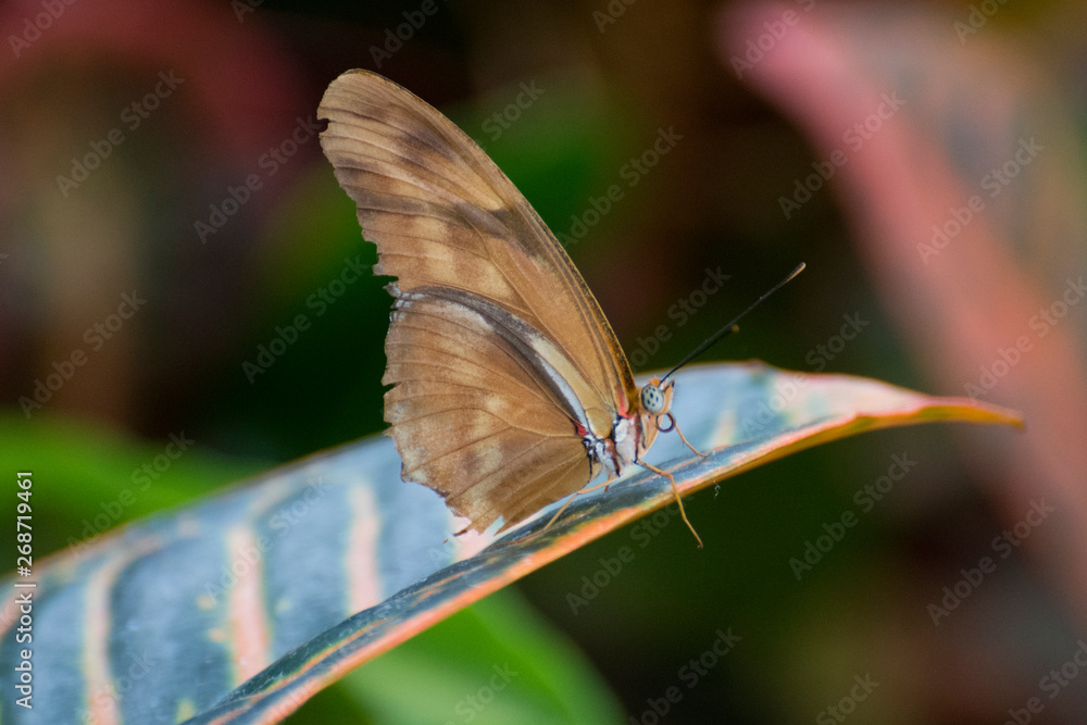 Obraz premium Butterfly 2019-11 / Brown and white butterfly on leaf