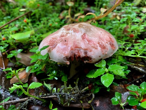 Cuadro en lienzo Mundo Fungi