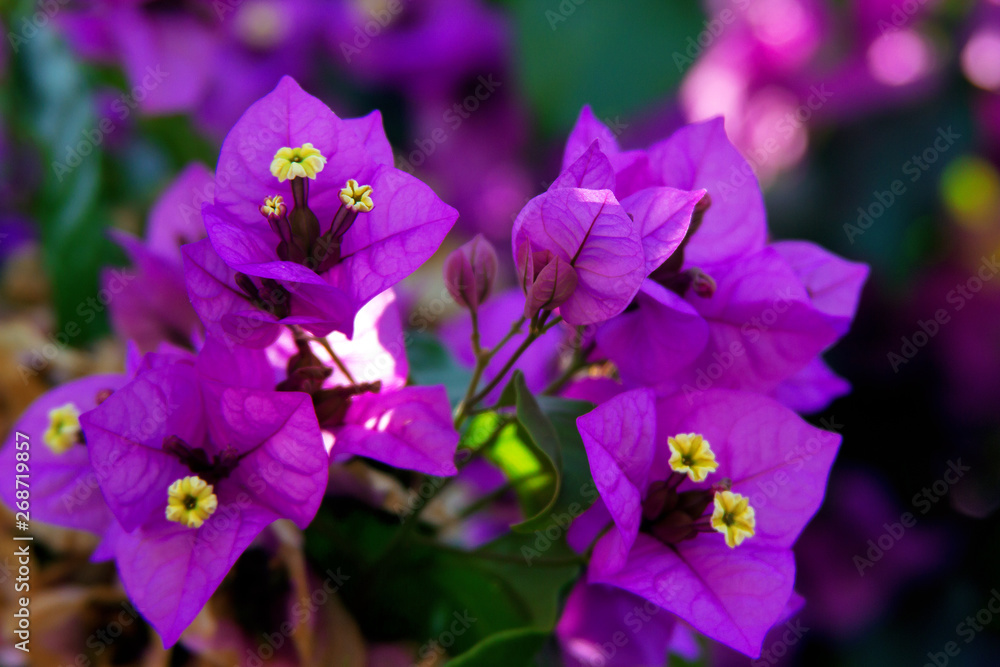 Close up view of bougainvillea purple flower. Close up view of bougainvillea purple flower.