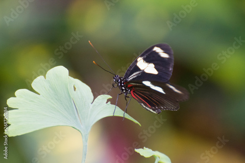 Butterfly 2019-15 / Sara Longwing Heliconius sara