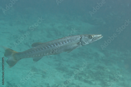 Great barracuda (Sphyraena barracuda) swimming upon corals of Raja Ampat © Hans Gert Broeder