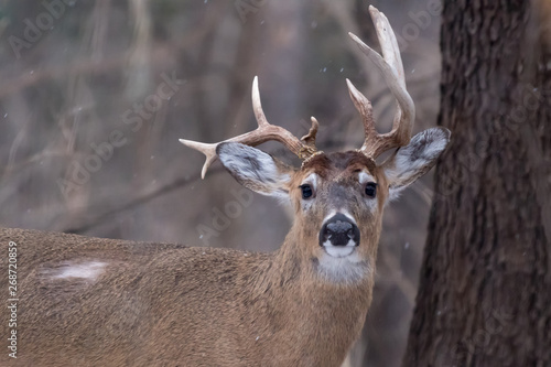 White-tailed deer (Odocoileus virginianus) buck with atypical antlers.