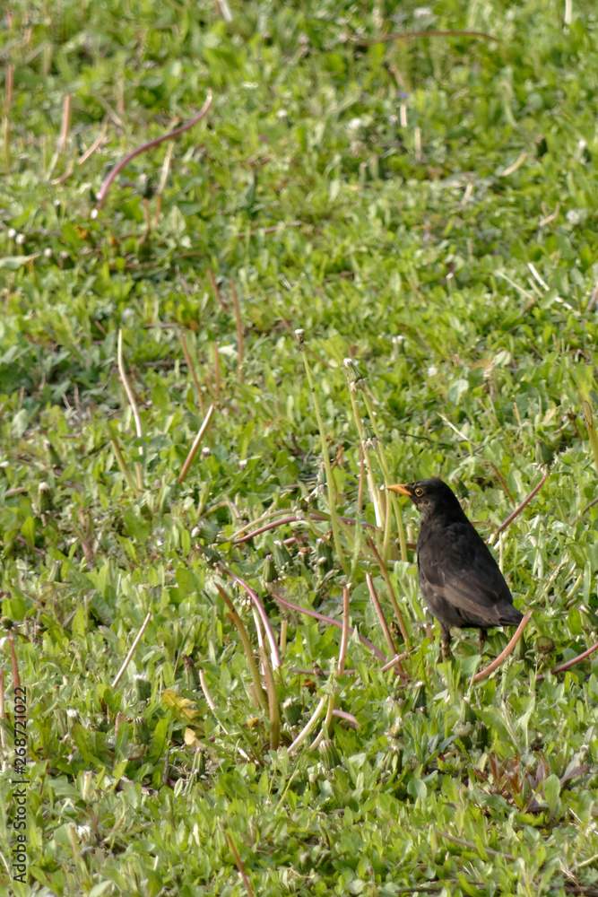 Merle noir, passereau omnivore dans une prairie du nord de la France. Merle noir, passereau omnivore dans une prairie du nord de la France.