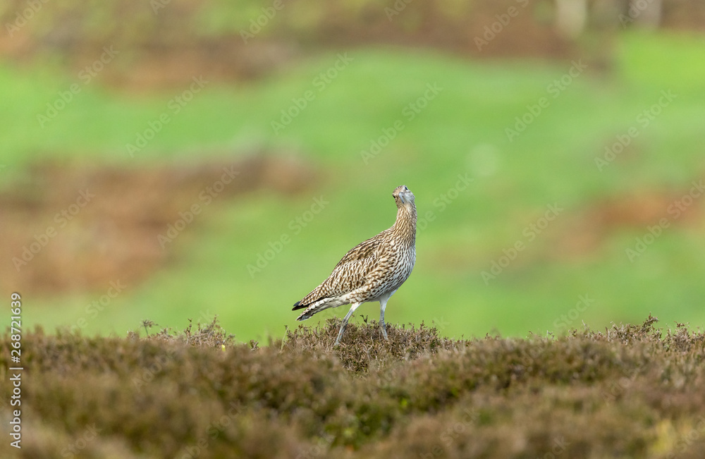 Curlew in the Yorkshire Dales during the nesting season. Curlew in the Yorkshire Dales during the nesting season.