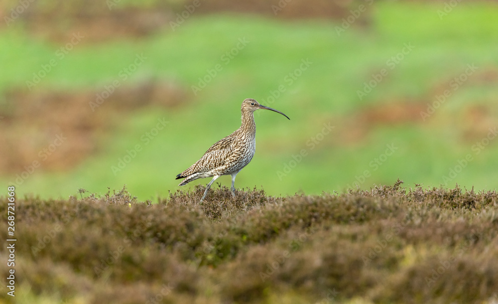 Curlew in the Yorkshire Dales during the nesting season. Adult curlew facing right on moorland in the Yorkshire Dales, England. Landscape, horizontal. Space for copy. Curlew in the Yorkshire Dales during the nesting season. Adult curlew facing right on moorland in the Yorkshire Dales, England. Landscape, horizontal. Space for copy.