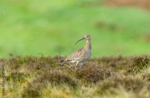 Curlew. Adult Curlew in the Yorkshire Dales during the nesting season.  Blurred green background.  Stood in heather on a Grouse Moor.  Landscape, horizontal.  Space for copy.