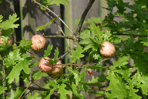 Oak apples on an oak tree photo