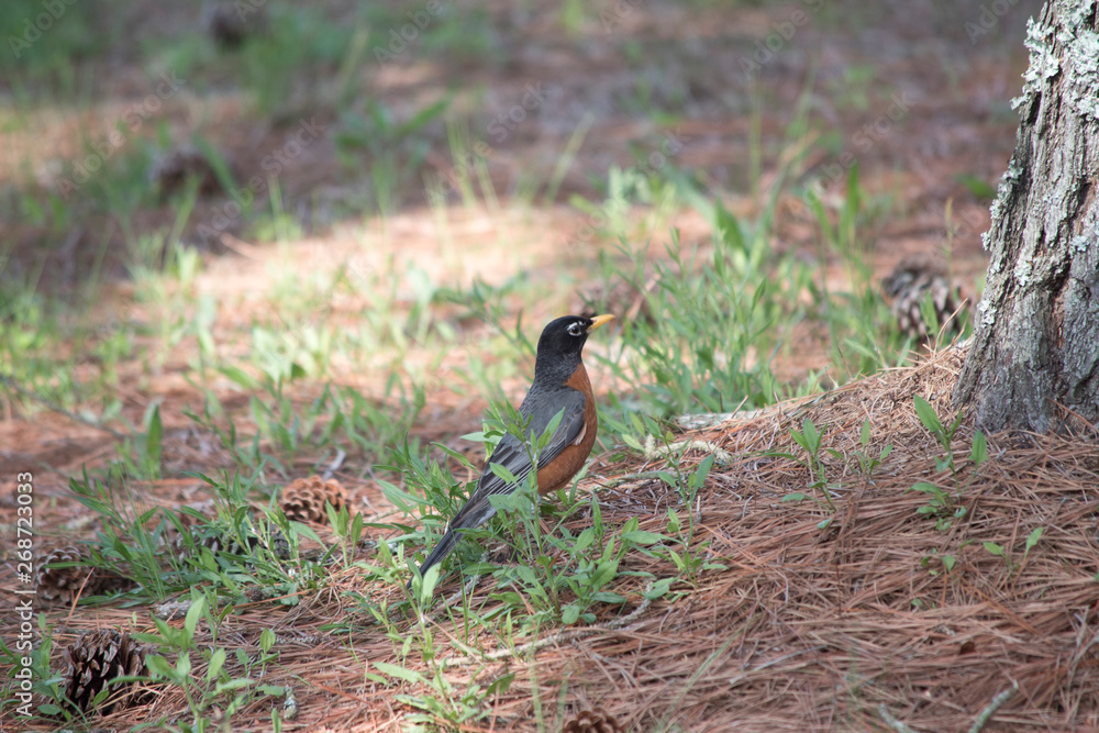 American Robin American Robin