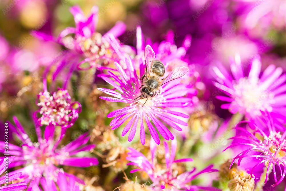 bee on a flower