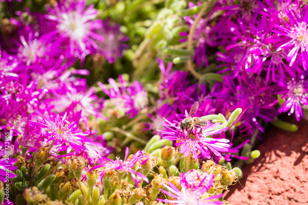Obraz premium bee on a flower