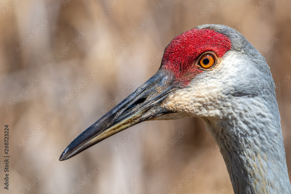 Close up portrait of a Sandhill crane (Antigone canadensis).