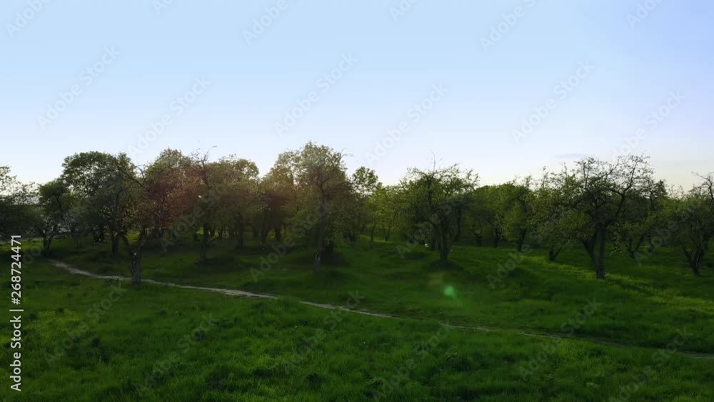 Beautiful top view of green forest and grass with path Beautiful top view of green forest and grass with path