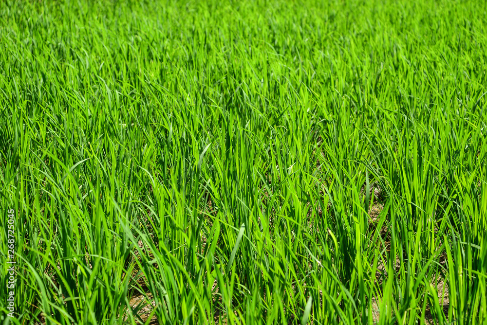 Green grass texture for background Green grass texture for background