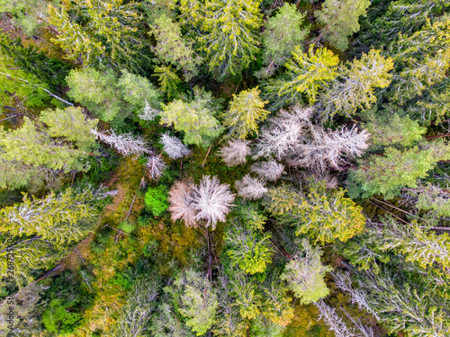Forest from up high © thomasmales