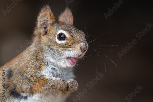 A closeup of the face os a small red squirrel. The squirrel is holding his paws together and is smiling. © madscinbca
