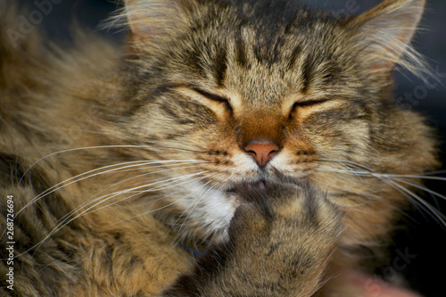A cat with his eyes closed and his paw covering his mouth, He appears to be laughing. Closeup view of his face.