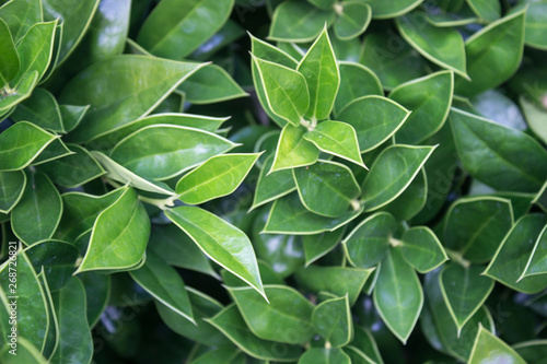 Indoor and outdoor foliage plant house decoration