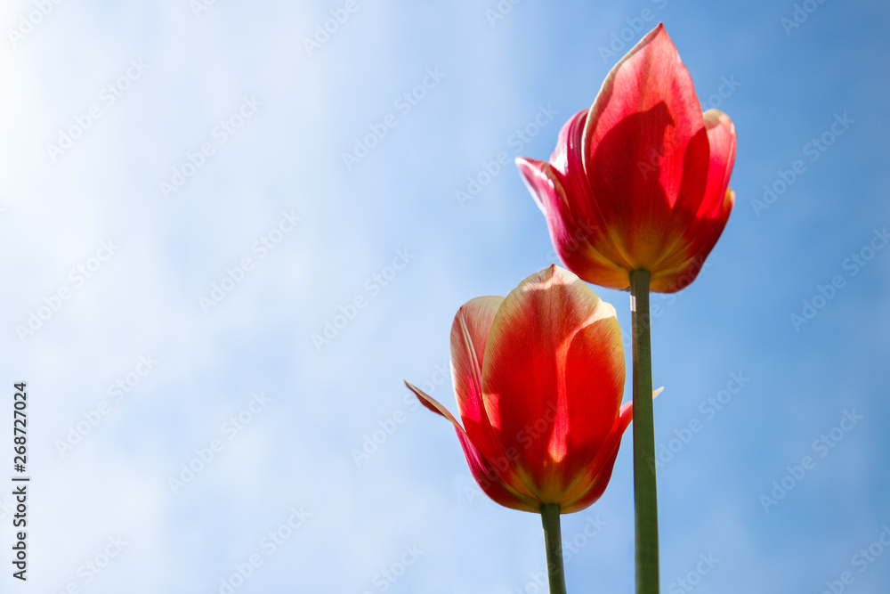 Close up of beautiful red orange tulips on sunny blue sky background, copy space. Spring season Close up of beautiful red orange tulips on sunny blue sky background, copy space. Spring season