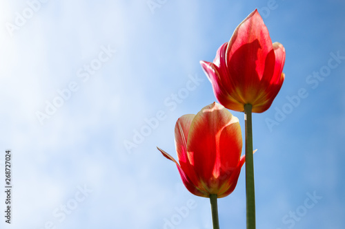 Close up of beautiful red orange tulips on sunny blue sky background, copy space. Spring season