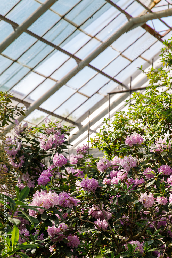 Flowering of colourful Azaleas and evergreen tropical trees in greenhouse of St.Petersburg Botanical Garden in sunny day. Blooming Rhododendrons indoors