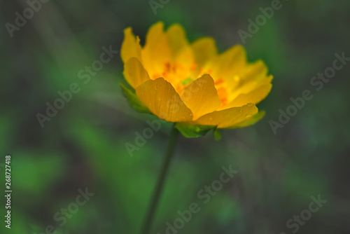 Spring flowers on a blurred background. The globeflower. Yellow flowers Trollius or globeflower.