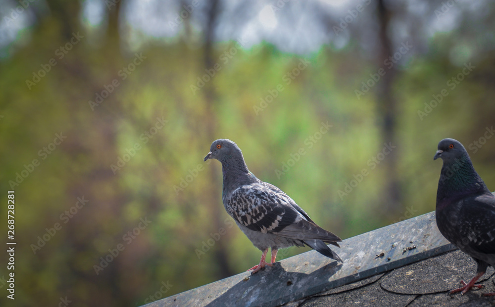 Fototapeta premium Pigeon on roof of house. The gray beautiful feral pigeon standing on roof. Behind it is the sky background is beautiful.
