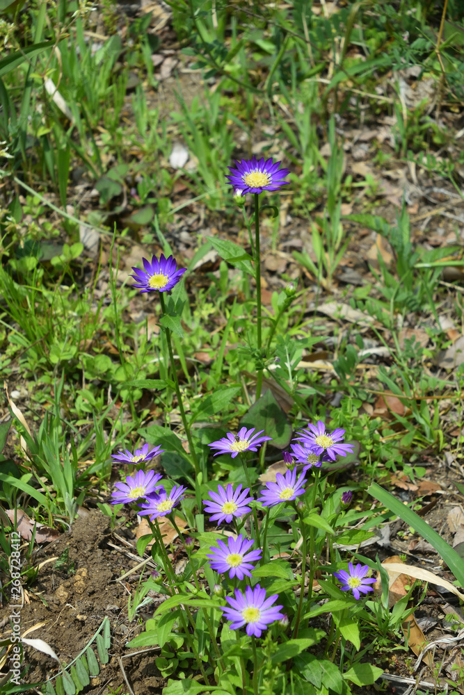 向島百花園