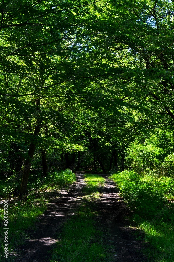 a dirt road through green forest