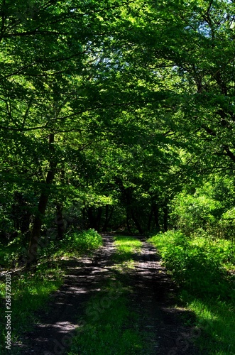 a dirt road through green forest