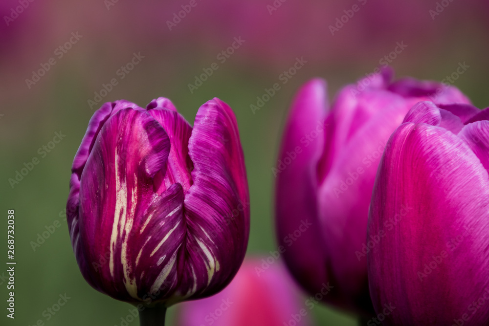 Fototapeta premium Separate