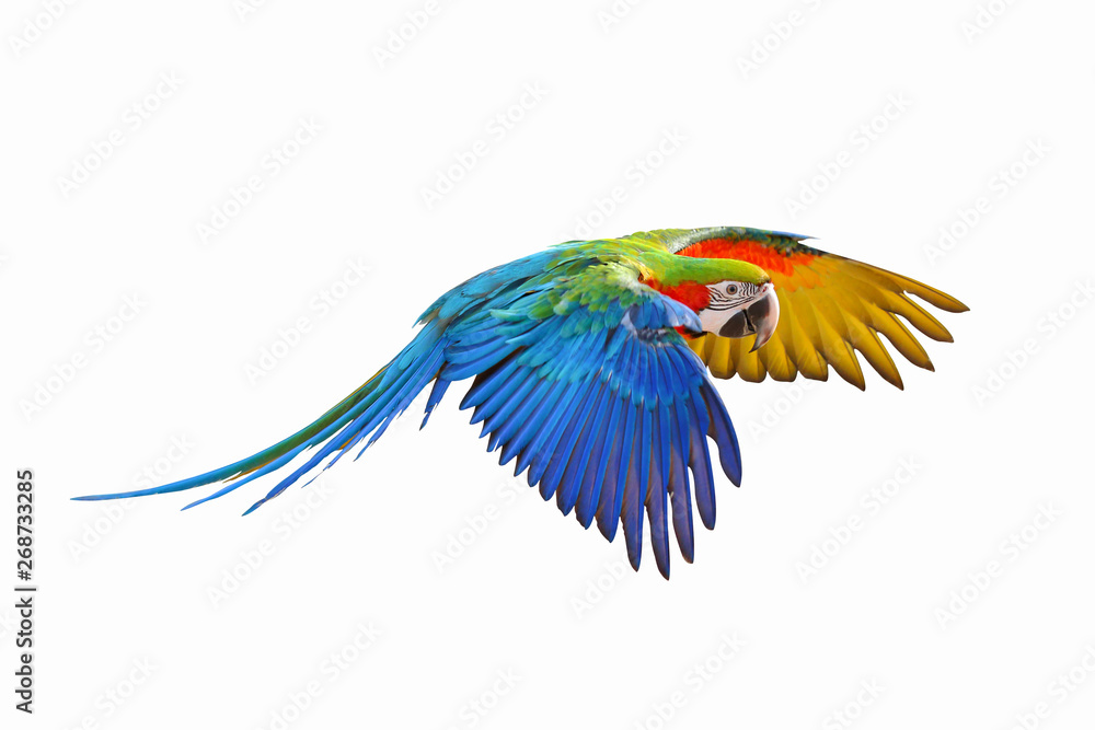 Obraz premium Colorful flying parrot isolated on white background