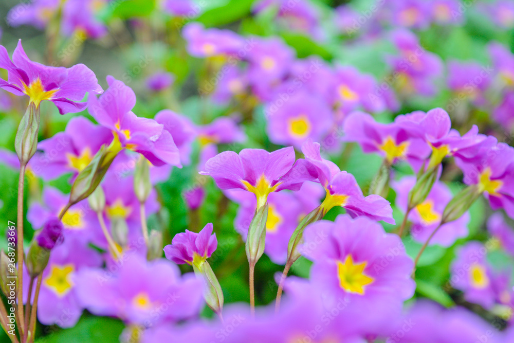 Blooming little pink meadow flower in the garden Blooming little pink meadow flower in the garden
