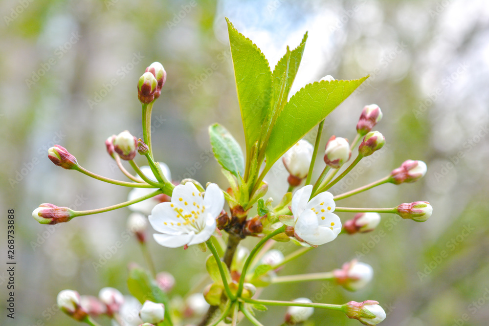Wild apple tree branch with white flowers Wild apple tree branch with white flowers