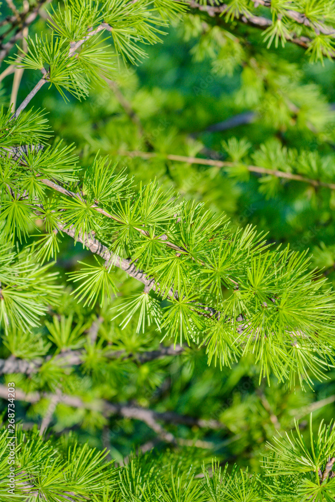 Bright green fluffy branches of larch tree Larix decidua Pendula. Closeup nature