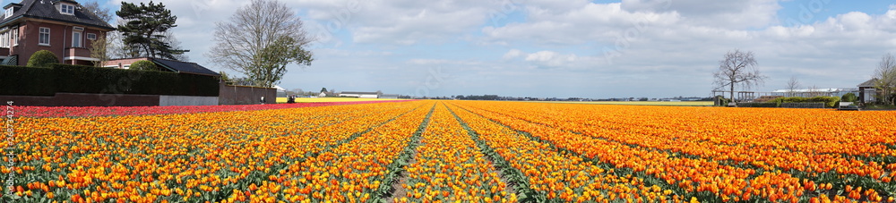Dutch Tulip Fields
