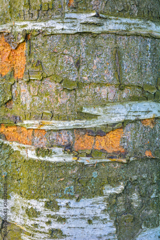 Texture of tree bark with green moss