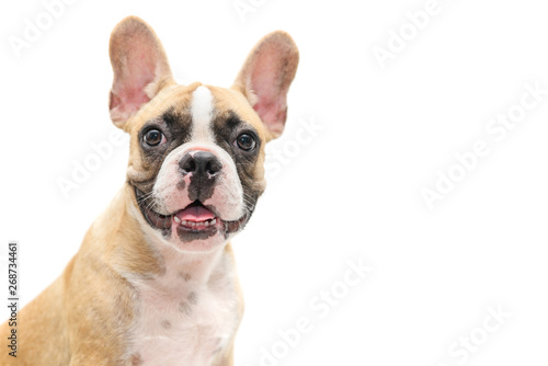 Cute french bulldog puppy looking isolated © kwanchaichaiudom