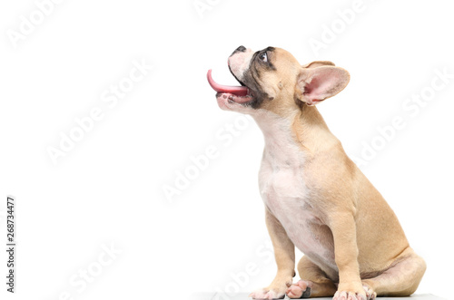 french bulldog hungry isolated on white