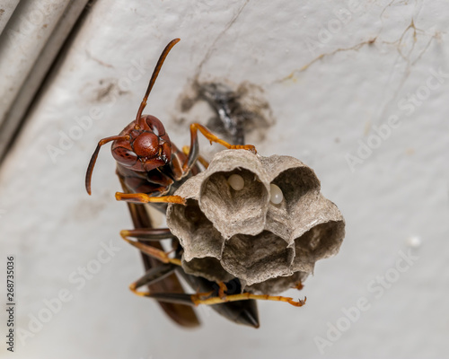 Northern paper wasp building her nest with eggs in the cells photo