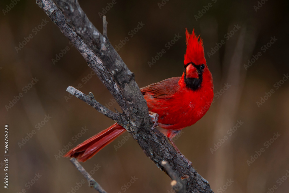 Naklejka Northern Cardinal Male