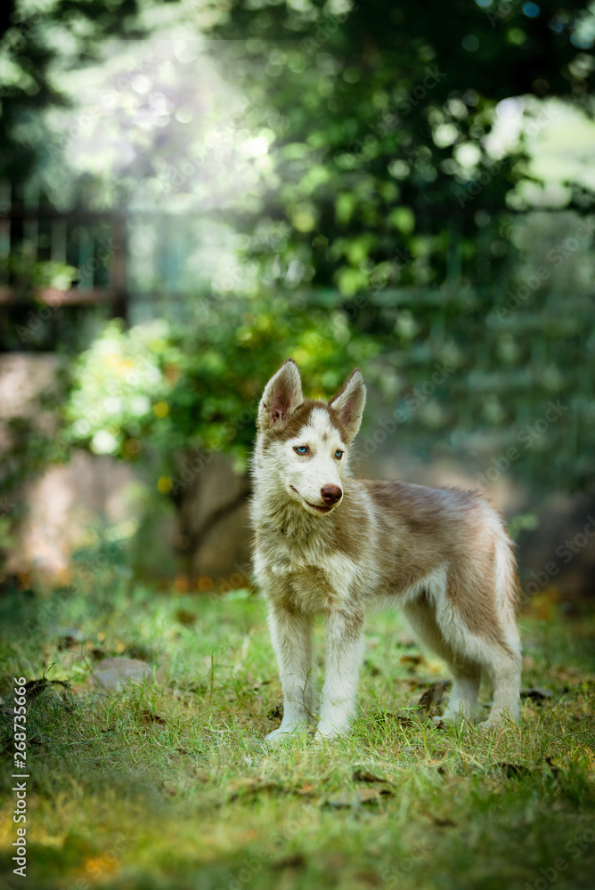 Beautiful Husky Puppy standing