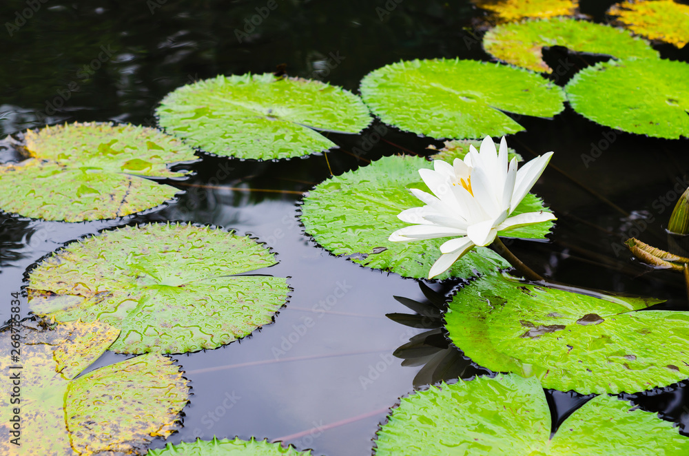 White nenufar in a pond surrounded by floating green leaves White nenufar in a pond surrounded by floating green leaves
