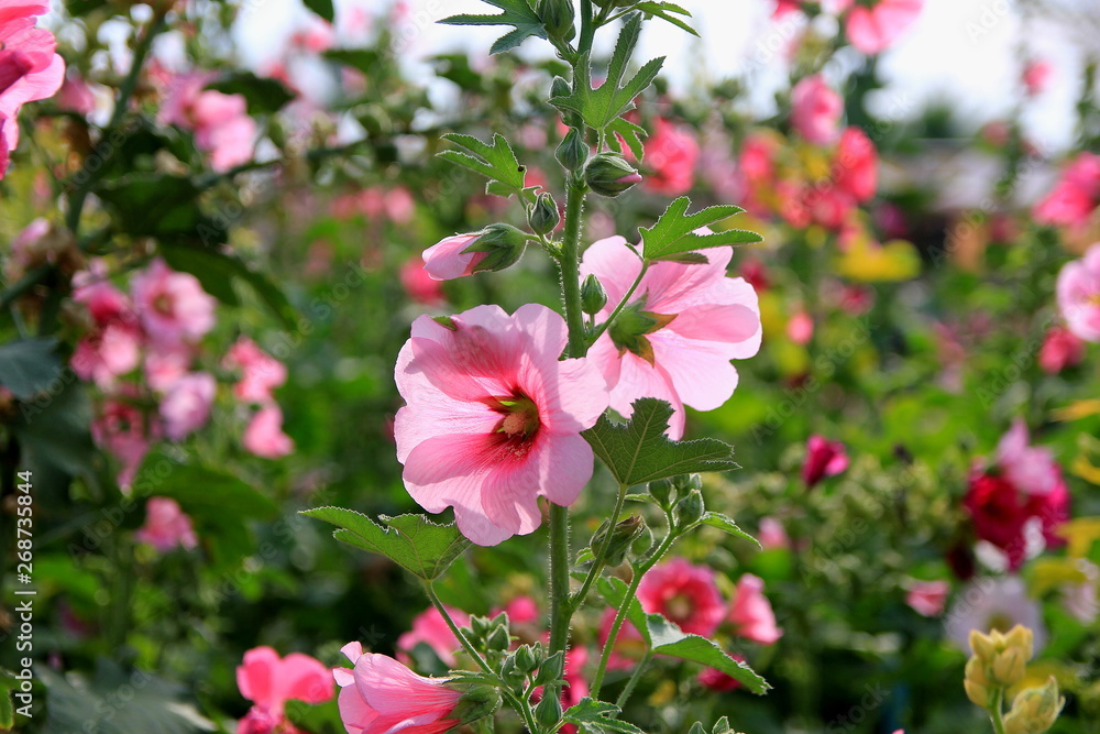 Pink hollyhock or Alcea rosea flowers in the garden. Pink hollyhock or Alcea rosea flowers in the garden.