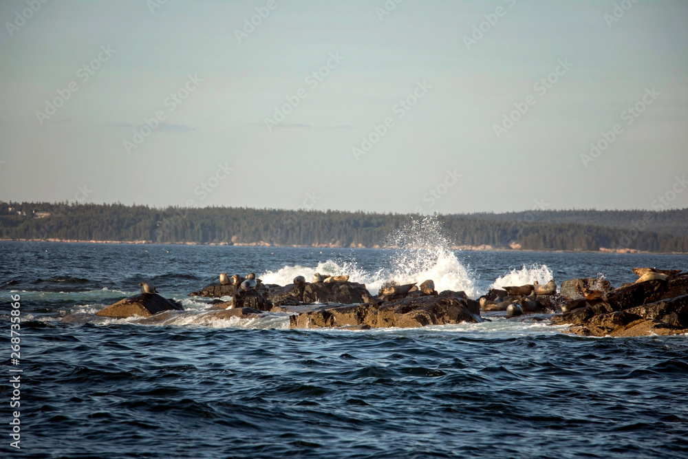 Seals off the Coast of Bar Harbor Maine Seals sunning themselves on a rock with crashing waves. 