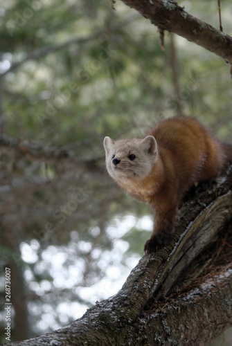 Fototapeta Naklejka Na Ścianę i Meble -  American Pine Marten