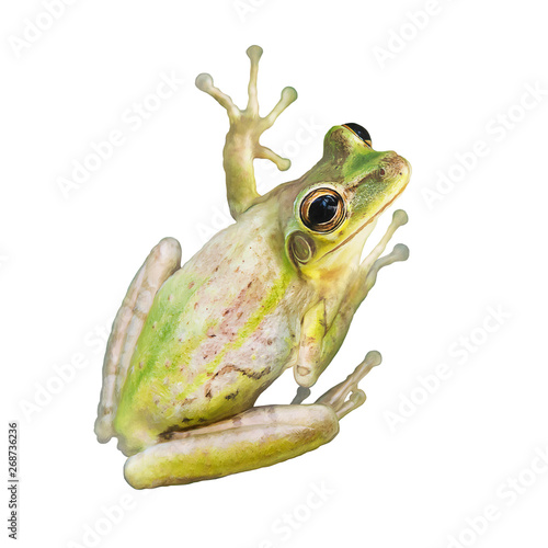 Tree Frog watercolor on white background