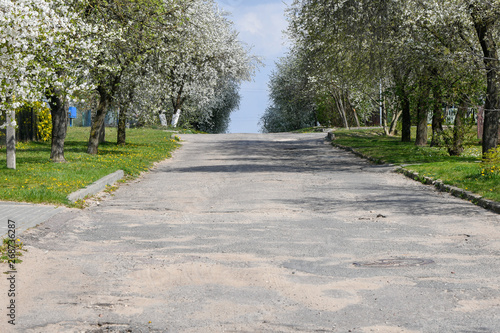 Almond trees blooming in orchard against blue, Spring sky. The trees are blooming